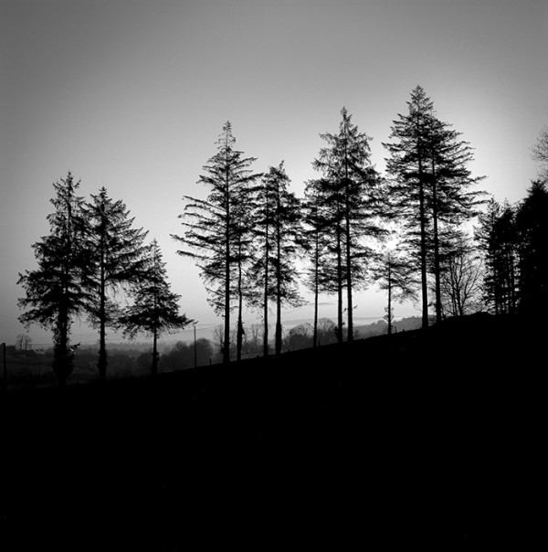 LES SAPINS - Vallée de la Vire - Calvados - France - 1995- Hasselblad 6x6 argentique Photographie N° ARB 17