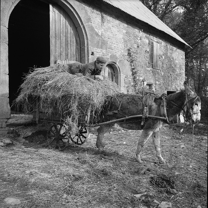L'Ane à la ferme