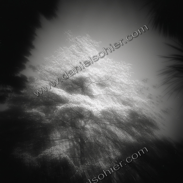 LE PARC - JARDIN FAVIER - Cherbourg en Cotentin - Manche - France 1986 - Hasselblad 6x6 argentique Photographie N° JF 12