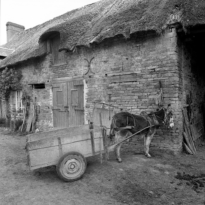 L'Ane à la ferme
