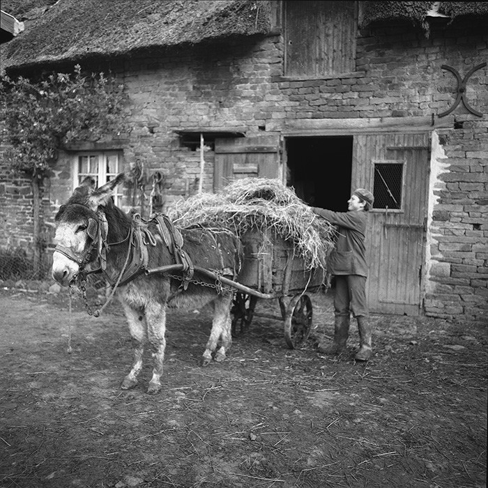 L'Ane à la ferme
