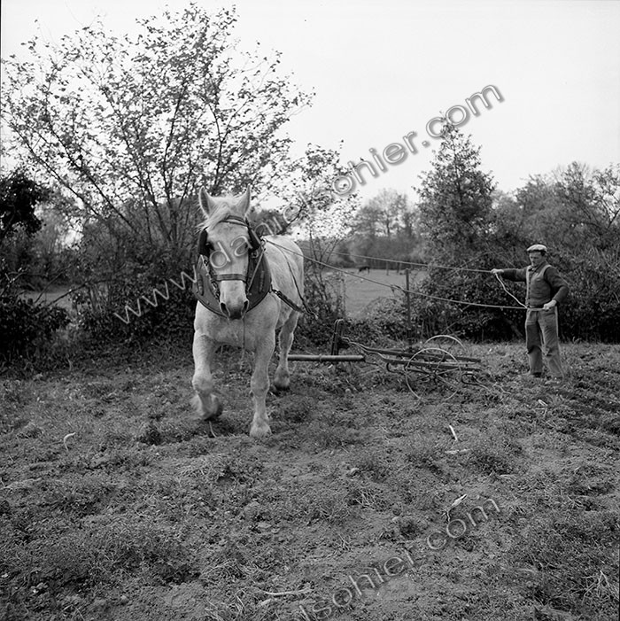 Le champ derrière la ferme