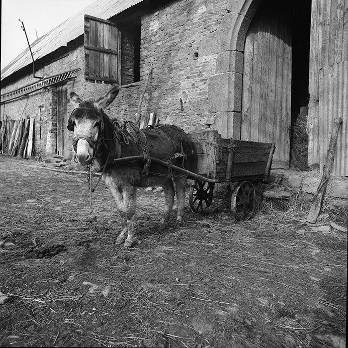 L'Ane à la ferme