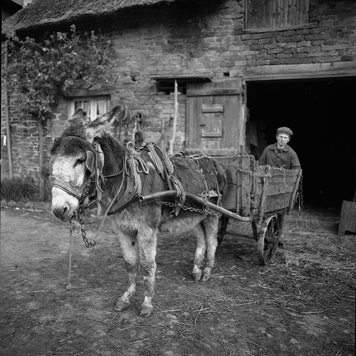 L'Ane à la ferme