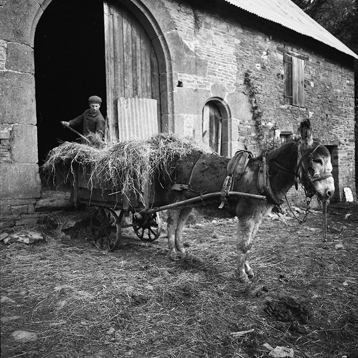 L'Ane à la ferme