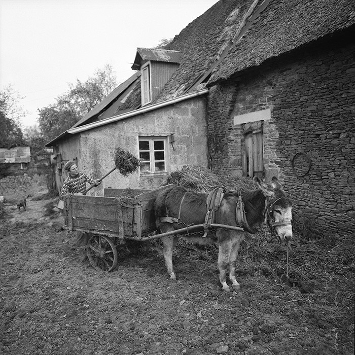 L'Ane à la ferme