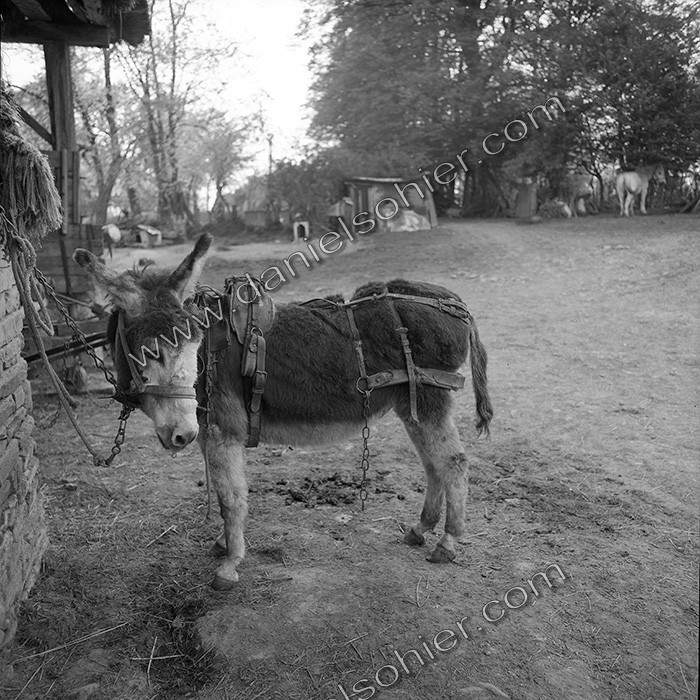 L'Ane à la ferme