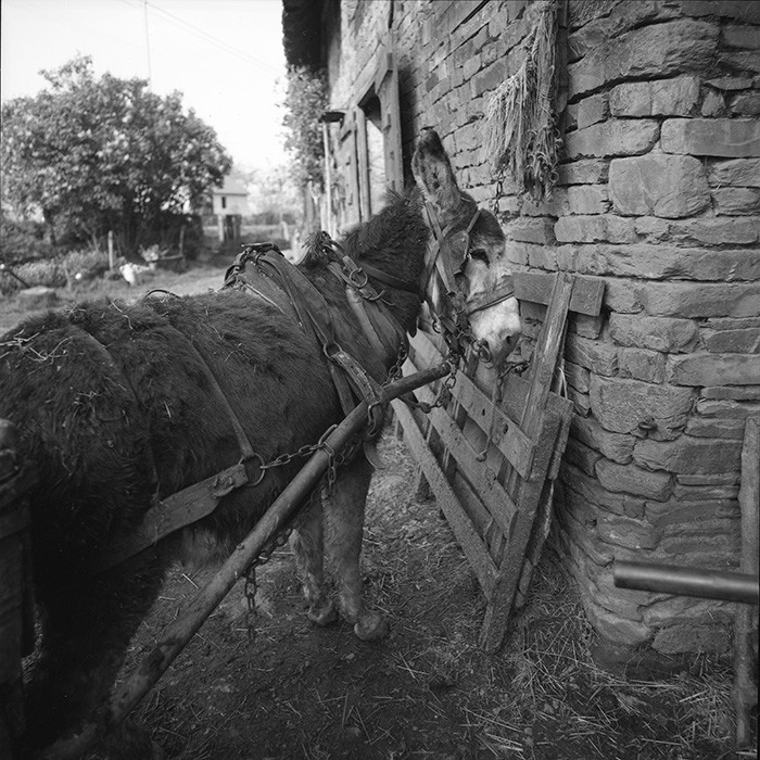 L'Ane à la ferme