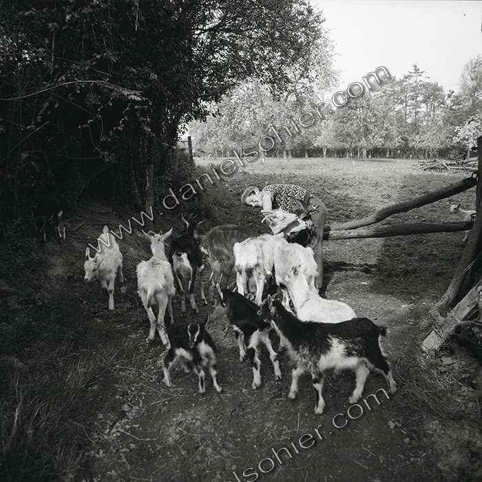 Les chèvres