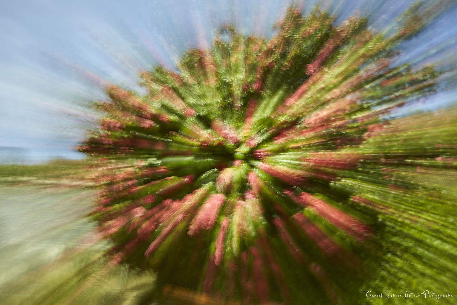 ICM Nature