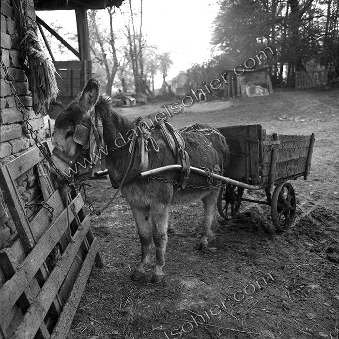 L'Ane à la ferme